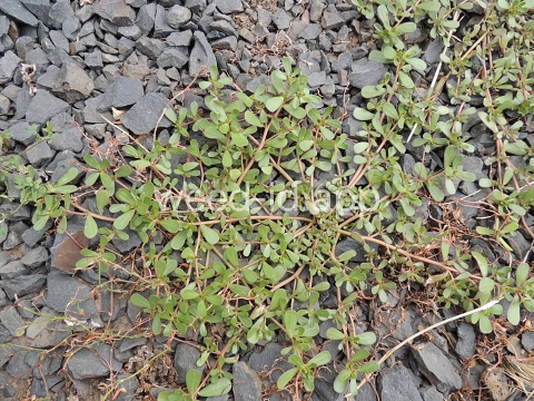 purslane, common